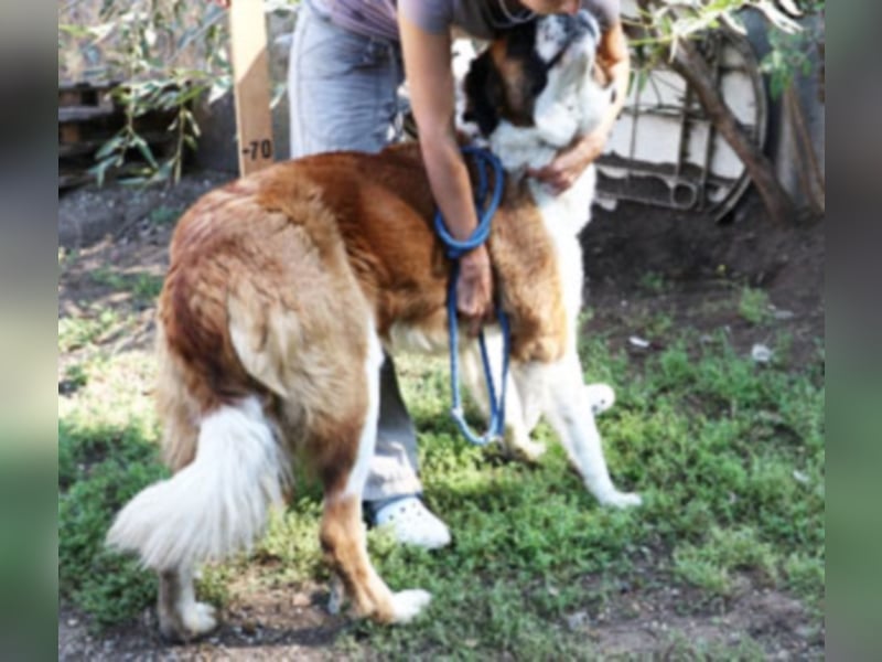 Bodza liebes Riesenbaby sucht