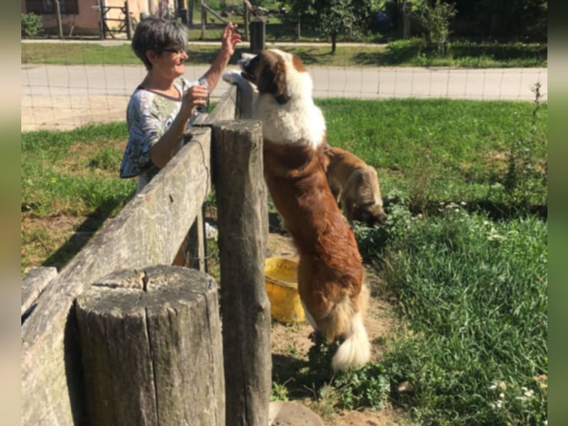 Bodza liebes Riesenbaby sucht
