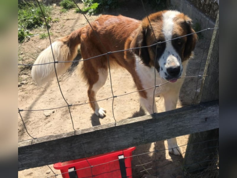 Bodza liebes Riesenbaby sucht