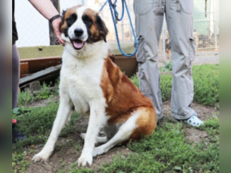 Bodza liebes Riesenbaby sucht