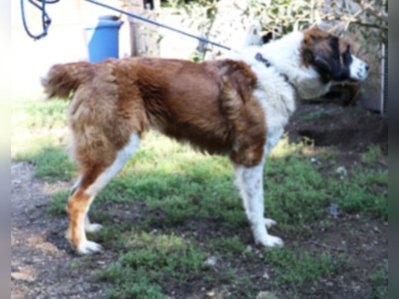 Bodza liebes Riesenbaby sucht