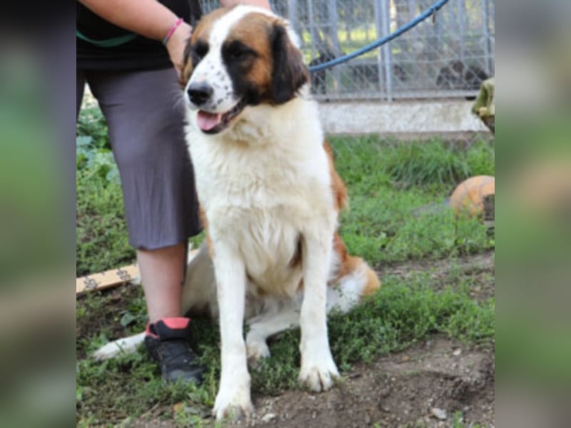Bodza liebes Riesenbaby sucht