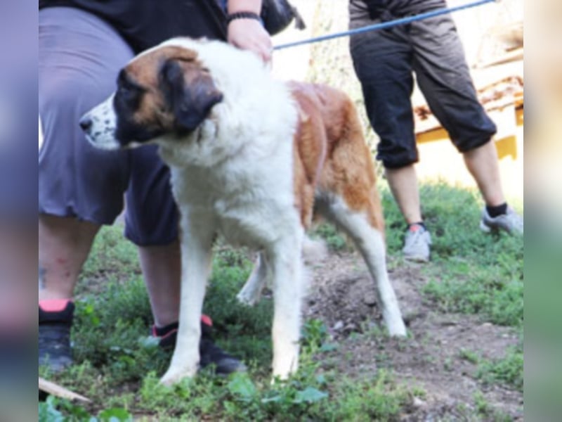 Bodza liebes Riesenbaby sucht