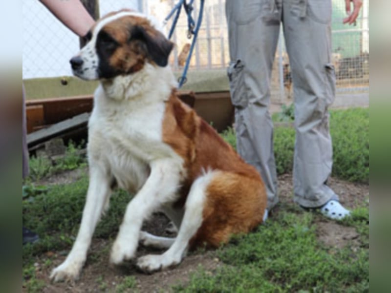 Bodza liebes Riesenbaby sucht