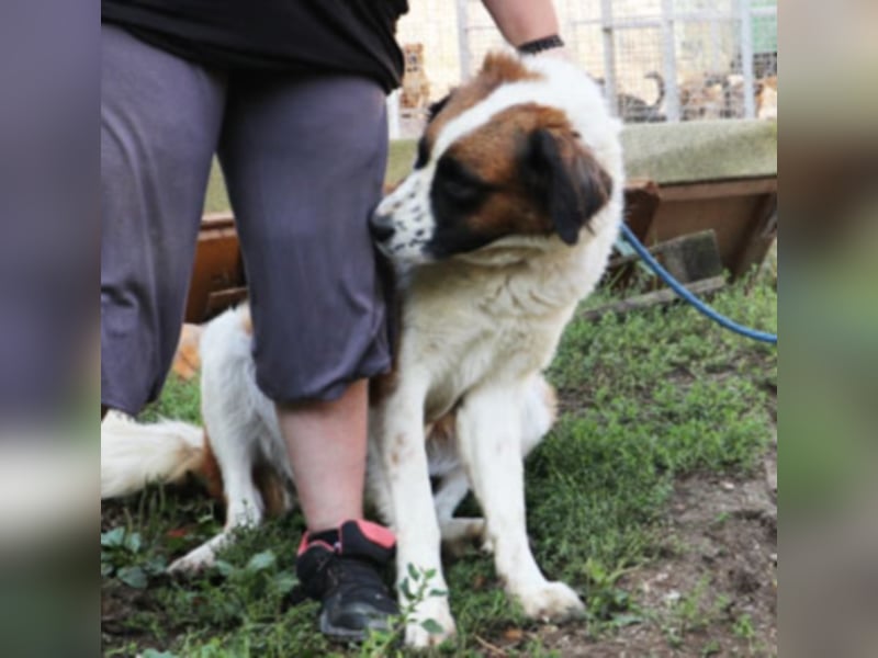 Bodza liebes Riesenbaby sucht
