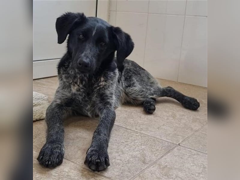Fallon, geb. ca. 07/2022, lebt in GRIECHENLAND, im städt. Tierheim Serres