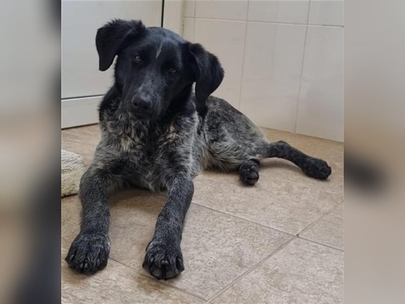 Fallon, geb. ca. 07/2022, lebt in GRIECHENLAND, im städt. Tierheim Serres