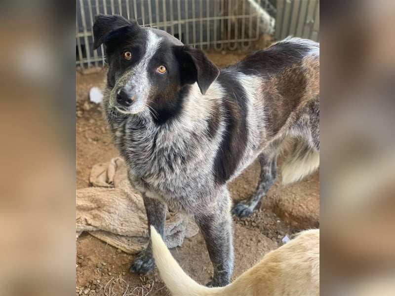 Melissula, geb. ca. 04/2018, lebt in GRIECHENLAND auf einem Gelände, auf dem die Hunde notdürftig ve