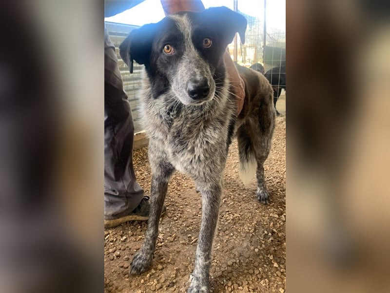 Melissula, geb. ca. 04/2018, lebt in GRIECHENLAND auf einem Gelände, auf dem die Hunde notdürftig ve