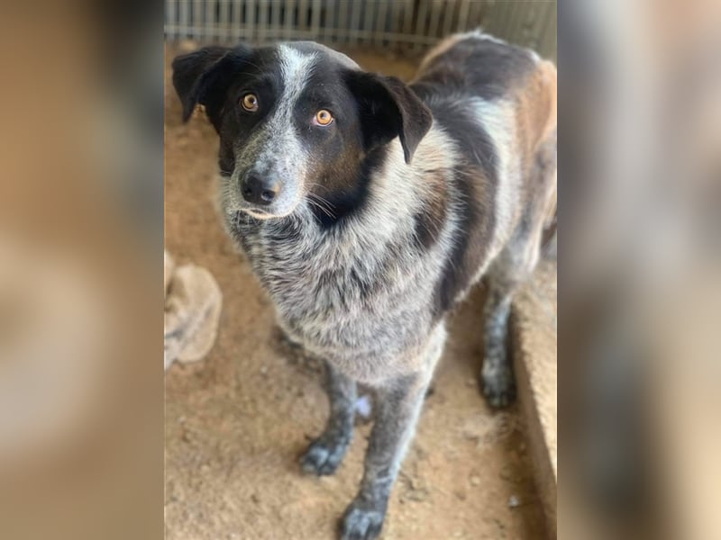 Melissula, geb. ca. 04/2018, lebt in GRIECHENLAND auf einem Gelände, auf dem die Hunde notdürftig ve