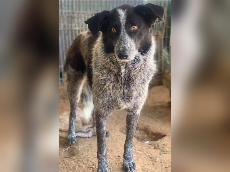 Melissula, geb. ca. 04/2018, lebt in GRIECHENLAND auf einem Gelände, auf dem die Hunde notdürftig ve