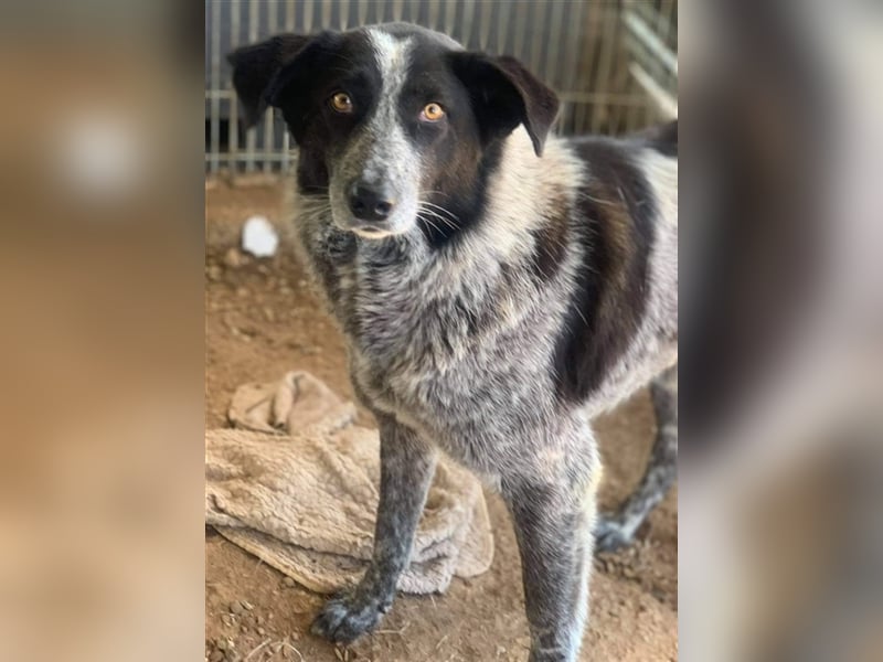 Melissula, geb. ca. 04/2018, lebt in GRIECHENLAND auf einem Gelände, auf dem die Hunde notdürftig ve