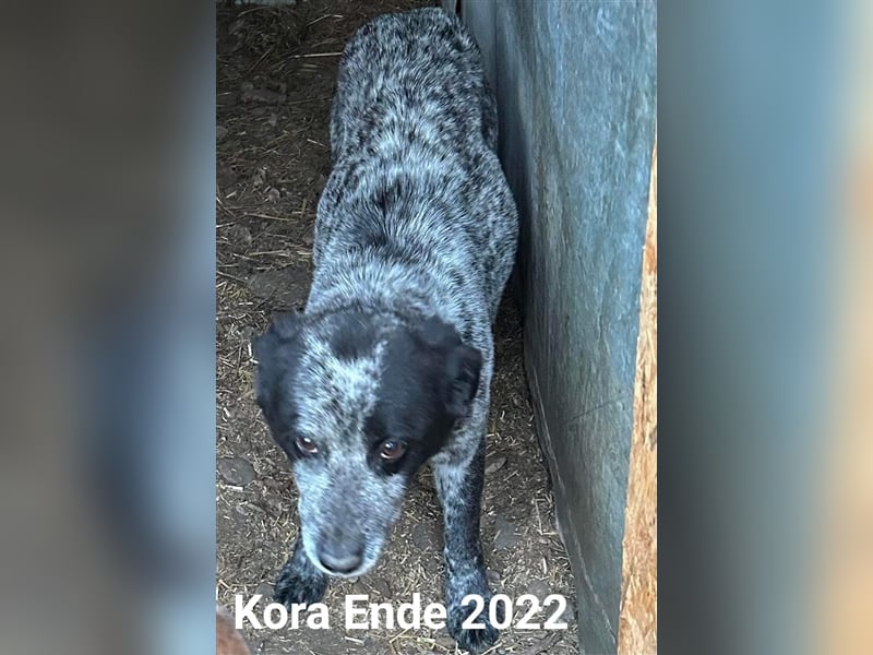 Kora - noch etwas zurückhaltend