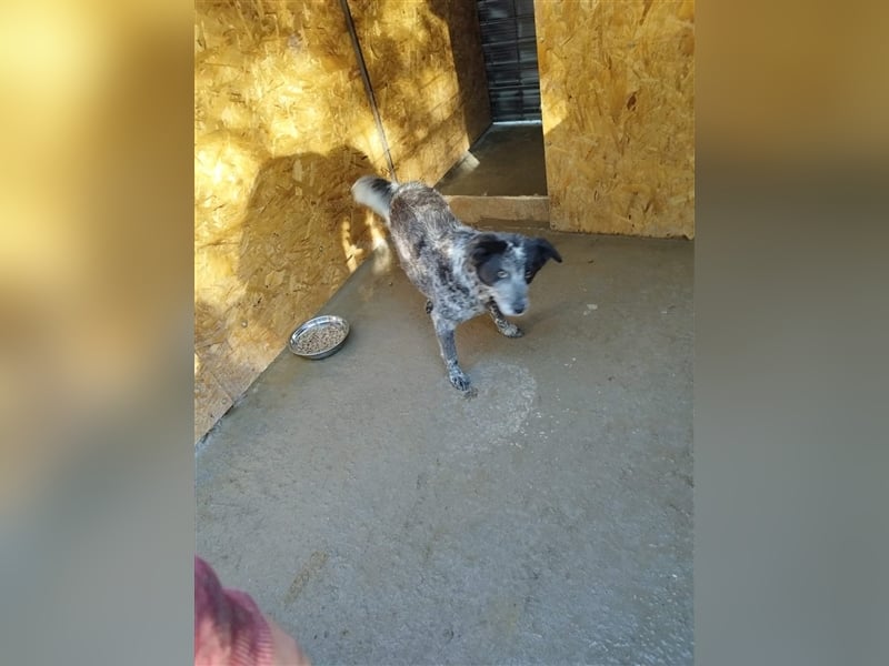 Kora - arme schüchterne Maus