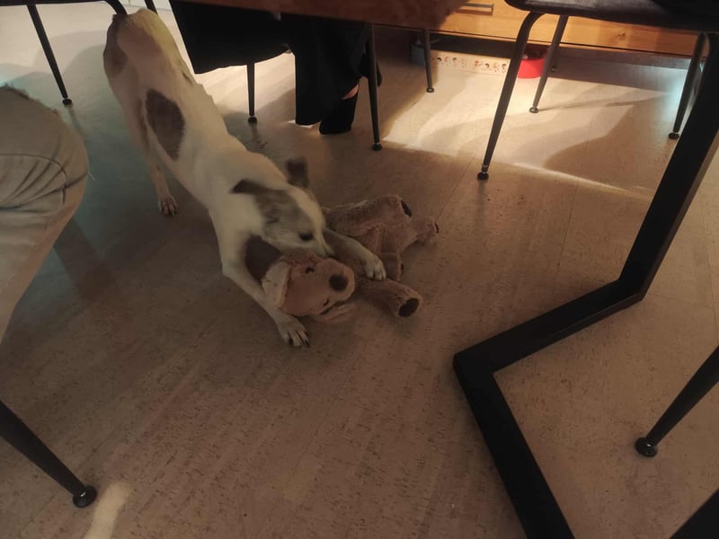 Lia – süße Maus wartet in PLZ 66127 auf Besuch