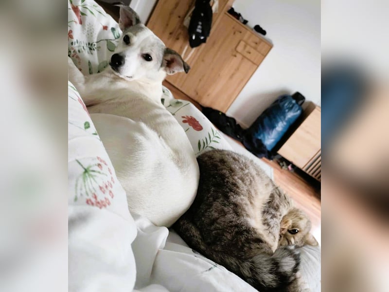 Lia – süße Maus wartet in PLZ 66127 auf Besuch