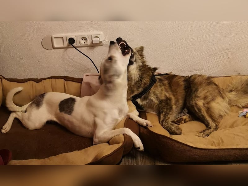 Lia – süße Maus wartet in PLZ 66127 auf Besuch