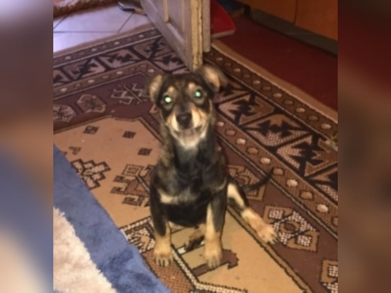 Estrella sucht ein neues Zuhause 