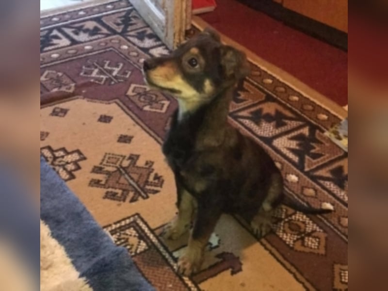 Estrella sucht ein neues Zuhause 