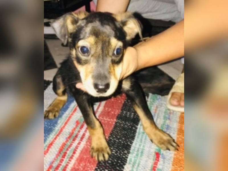 Estrella sucht ein neues Zuhause 