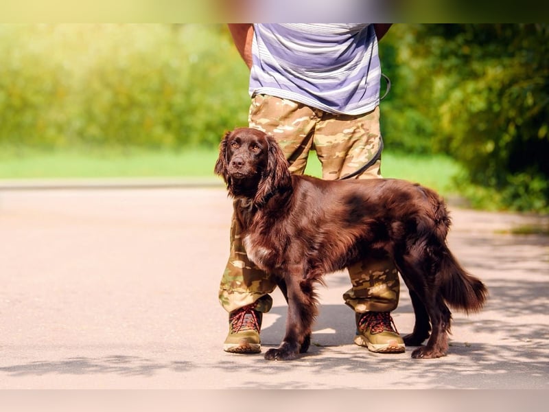 Flat Coated Retriver Mix Mokka sucht ihre Menschen (guten)