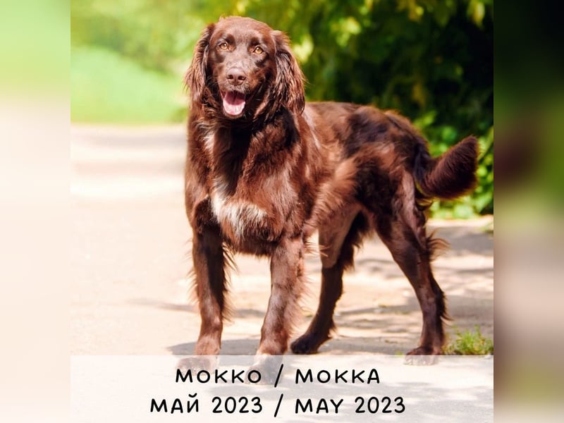 Flat Coated Retriver Mix Mokka sucht ihre Menschen (guten)