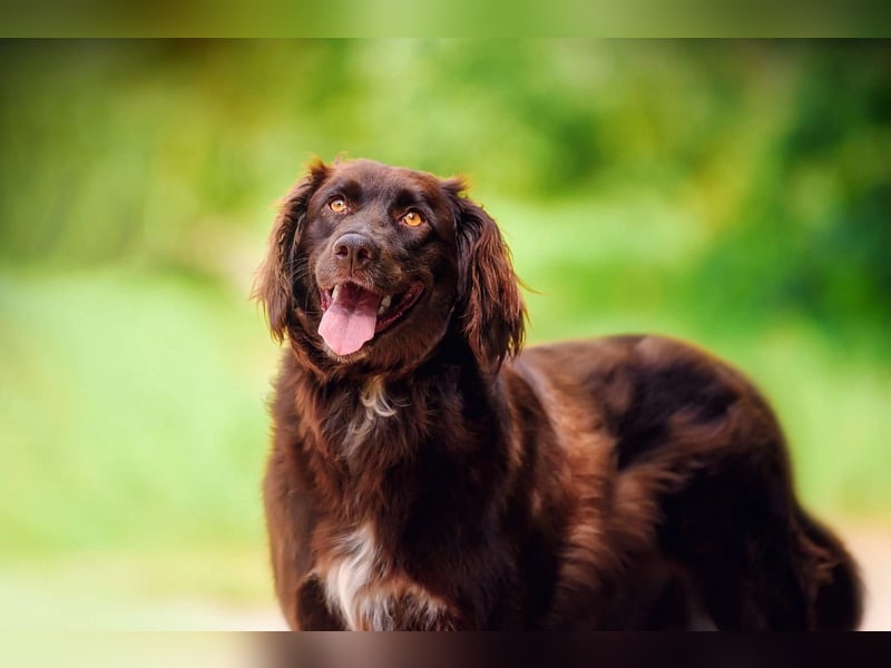 Flat Coated Retriver Mix Mokka sucht ihre Menschen (guten)