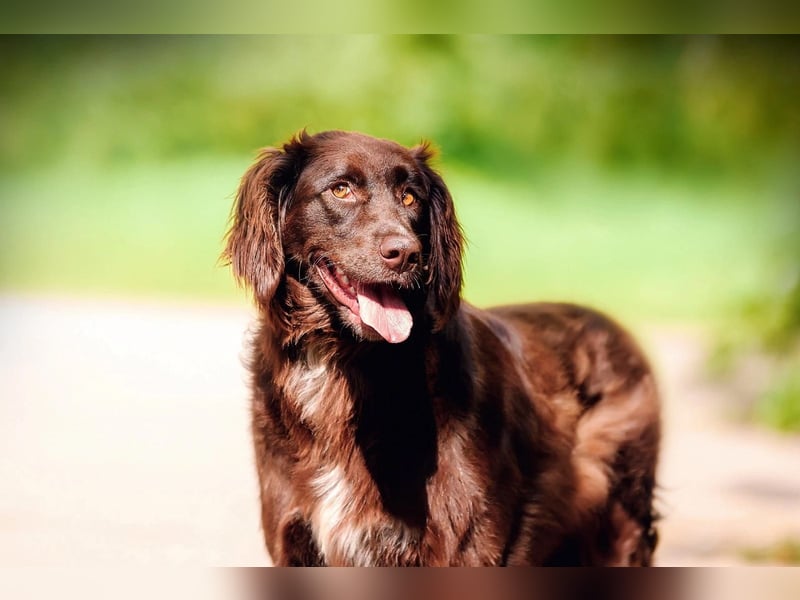 Flat Coated Retriver Mix Mokka sucht ihre Menschen (guten)