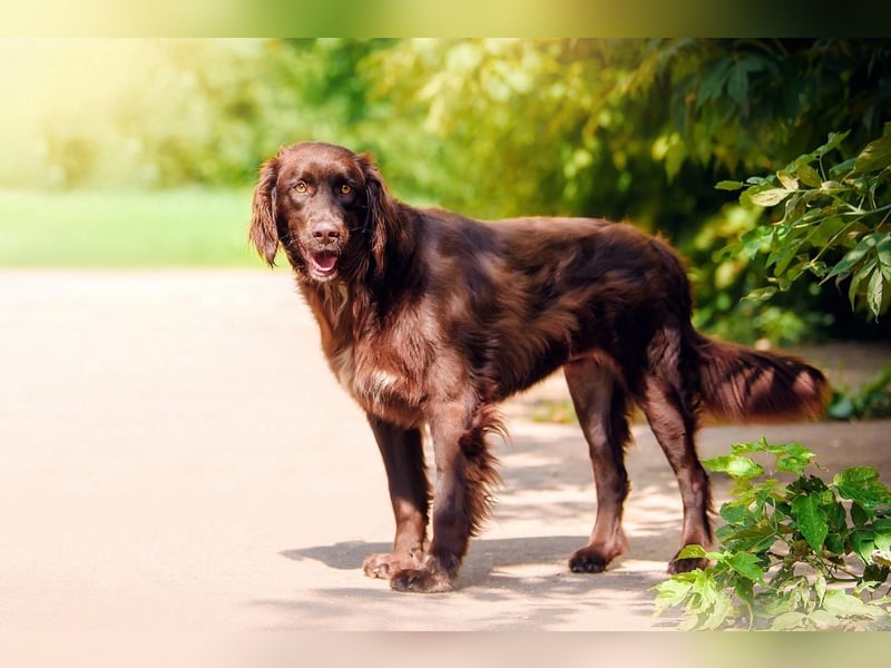 Flat Coated Retriver Mix Mokka sucht ihre Menschen (guten)