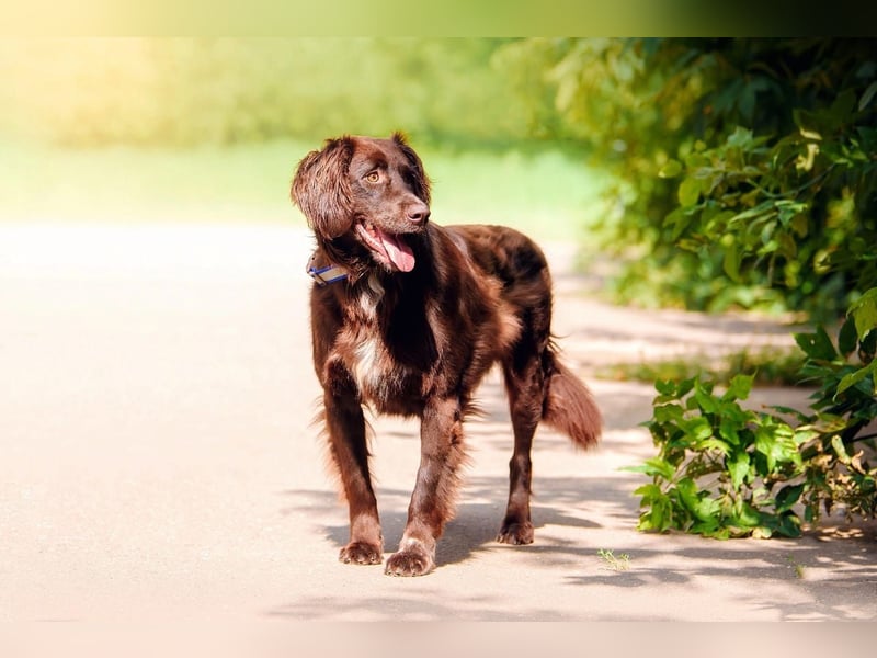Flat Coated Retriver Mix Mokka sucht ihre Menschen (guten)