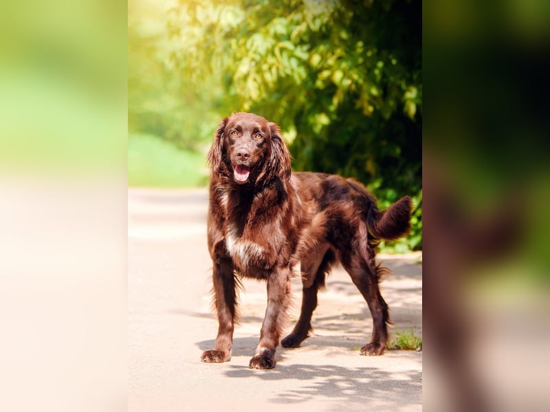 Flat Coated Retriver Mix Mokka sucht ihre Menschen (guten)