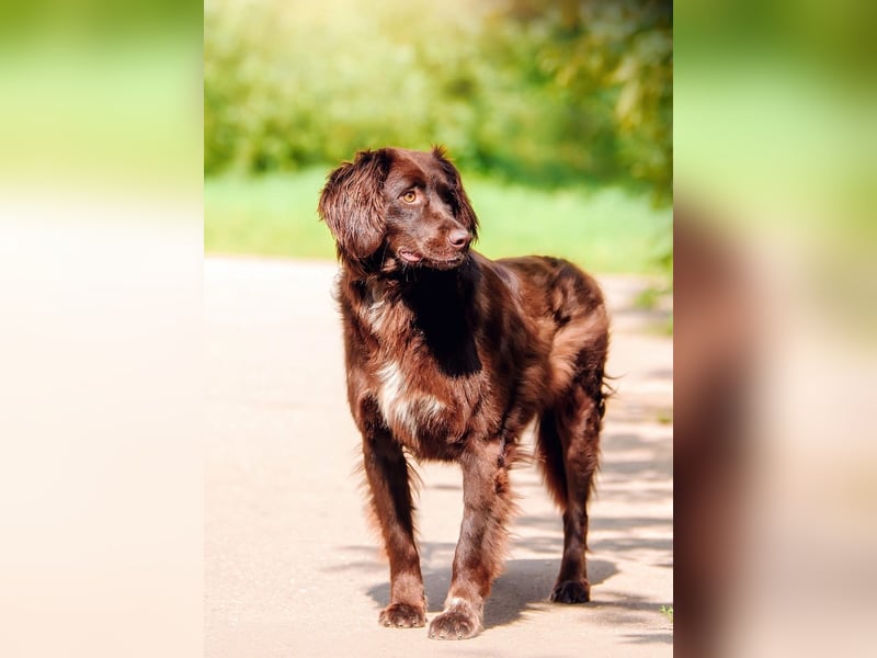 Flat Coated Retriver Mix Mokka sucht ihre Menschen (guten)