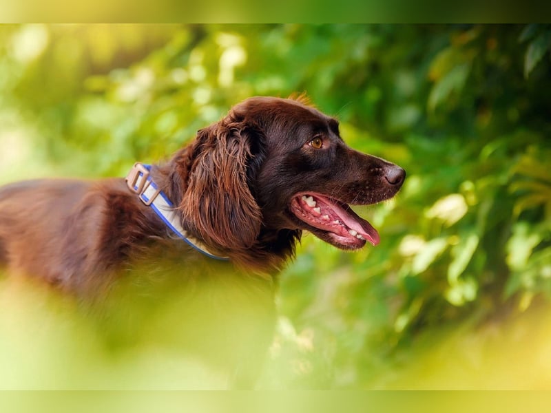 Flat Coated Retriver Mix Mokka sucht ihre Menschen (guten)