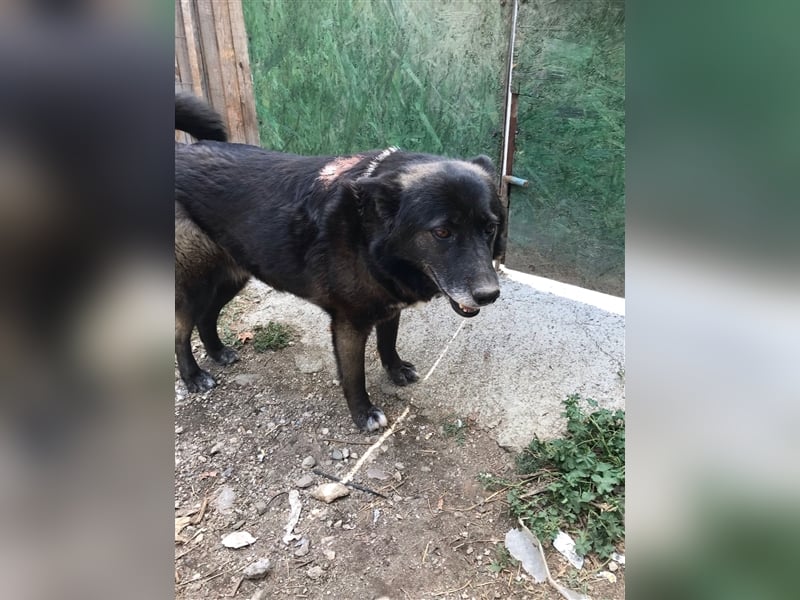 WOLFI ist ein Mädchen