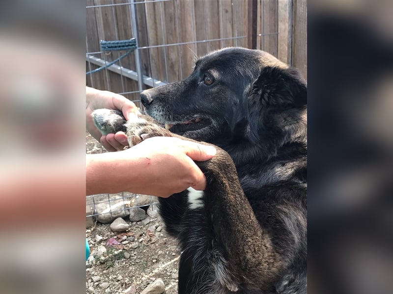 WOLFI ist ein Mädchen