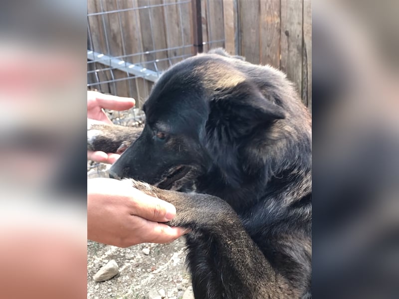WOLFI ist ein Mädchen