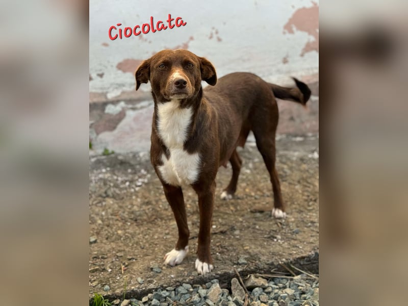 Ciocolata