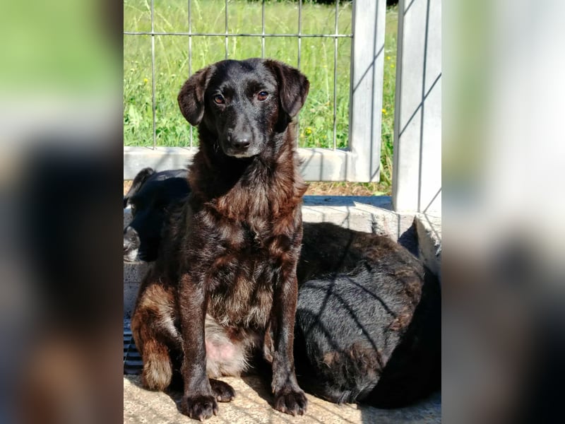 kleine schüchterne Mischlings Hündin Sunny sucht ein Zuhause oder PS