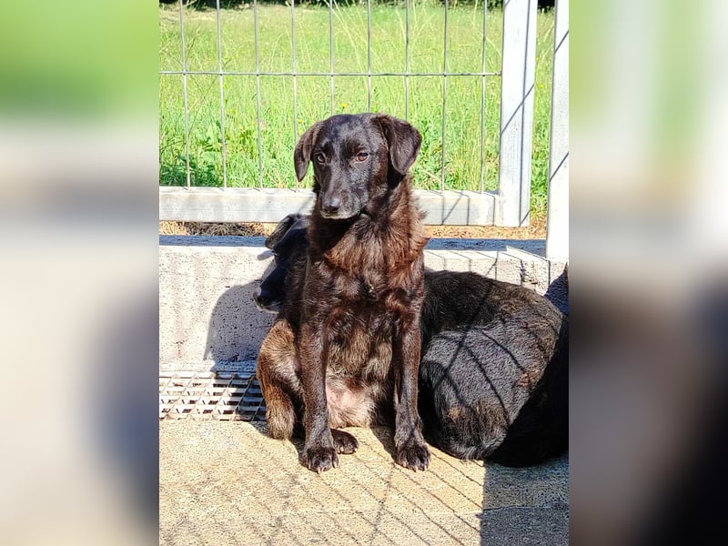 kleine schüchterne Mischlings Hündin Sunny sucht ein Zuhause oder PS