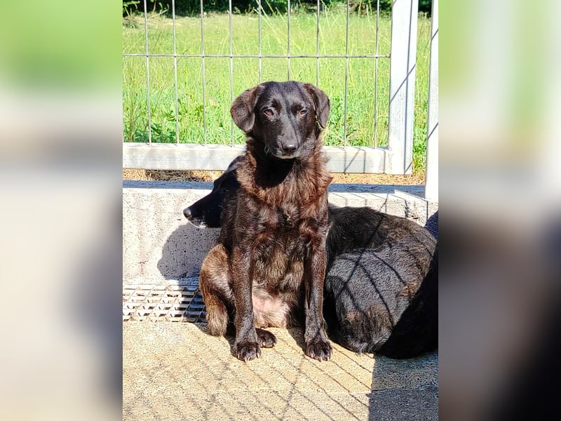 kleine schüchterne Mischlings Hündin Sunny sucht ein Zuhause oder PS