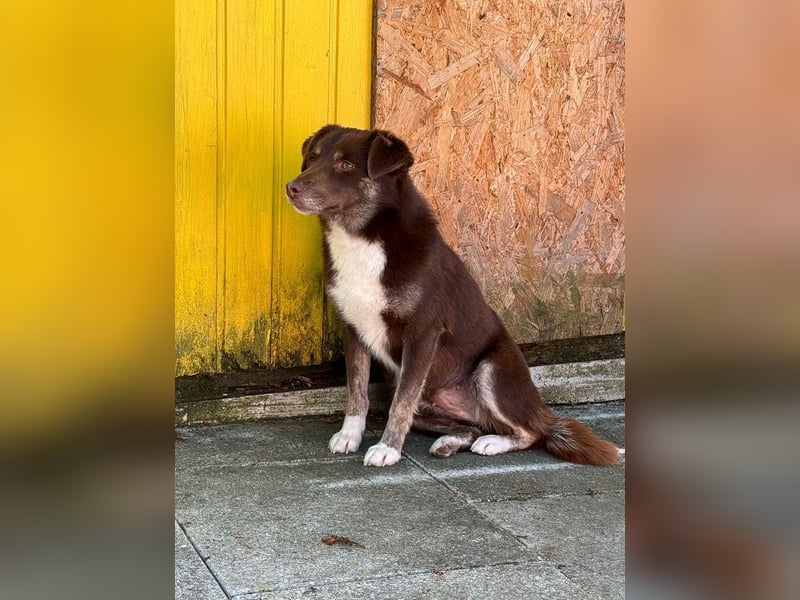 ♥COOKIE♥ neu auf Pflegestelle bei Köln - liebe, süße, schokobraune Schönheit 44 cm