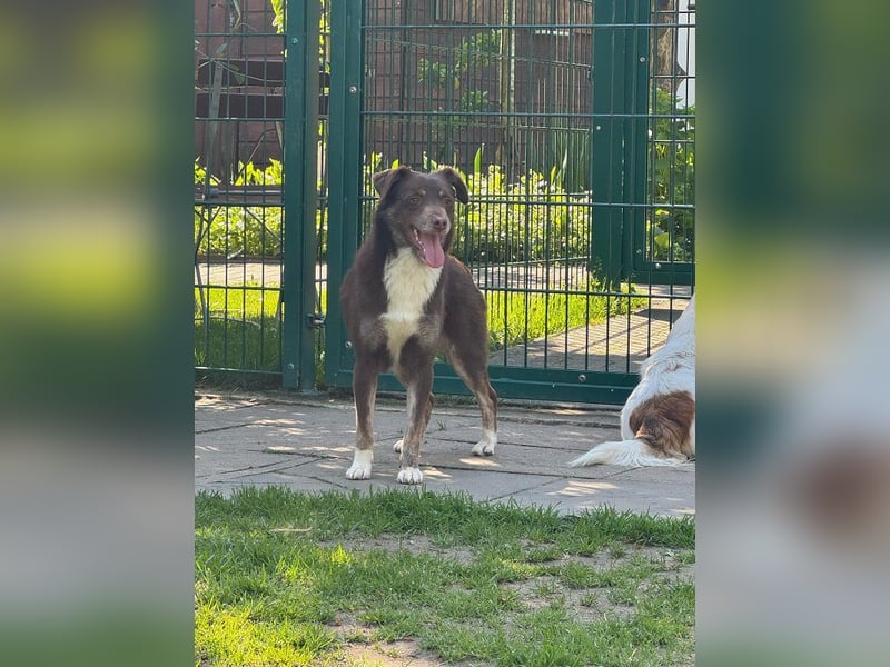♥COOKIE♥ neu auf Pflegestelle bei Köln - liebe, süße, schokobraune Schönheit 44 cm