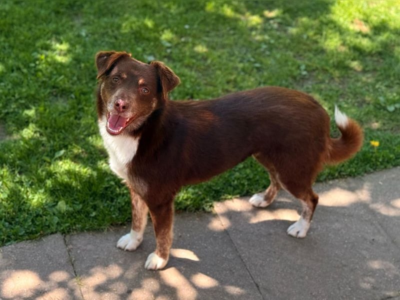 ♥COOKIE♥ neu auf Pflegestelle bei Köln - liebe, süße, schokobraune Schönheit 44 cm