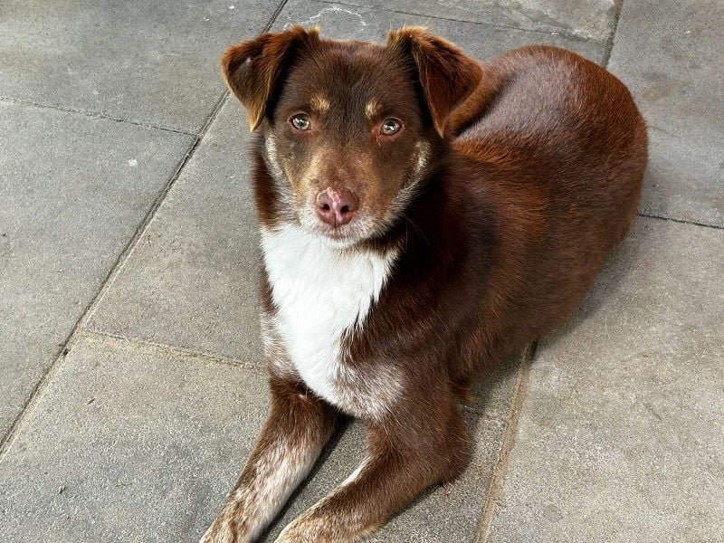 ♥COOKIE♥ neu auf Pflegestelle bei Köln - liebe, süße, schokobraune Schönheit 44 cm