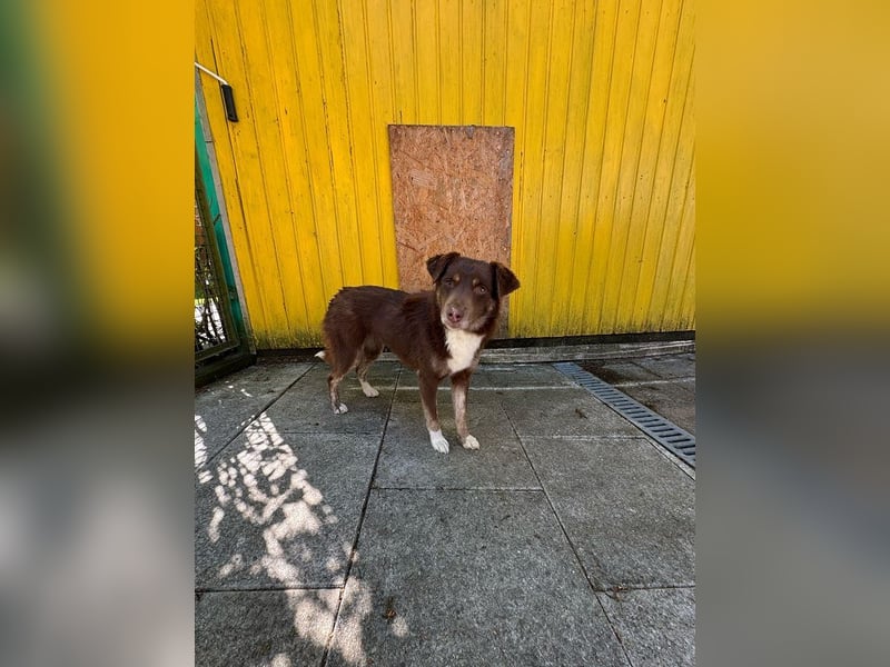 ♥COOKIE♥ neu auf Pflegestelle bei Köln - liebe, süße, schokobraune Schönheit 44 cm