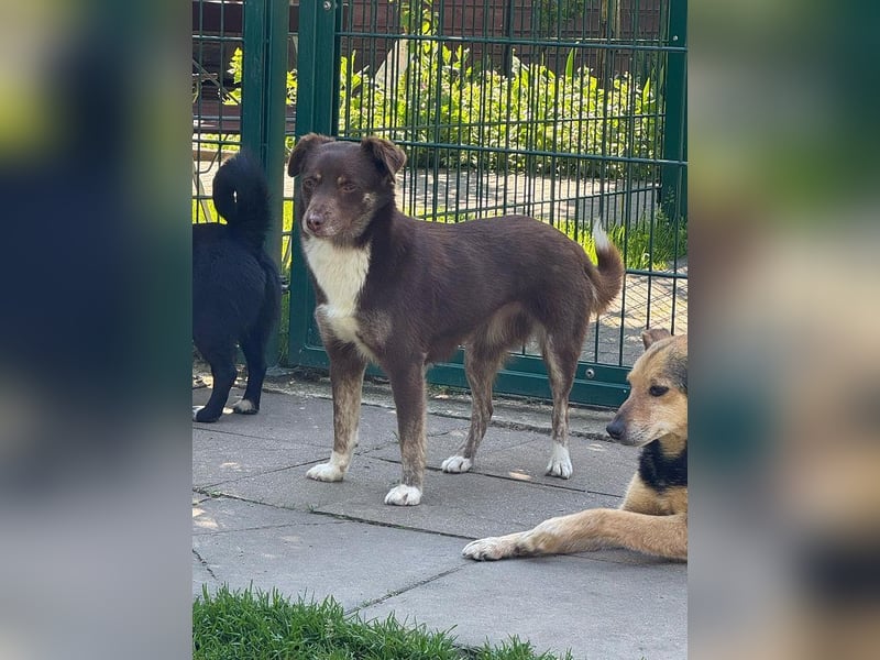 ♥COOKIE♥ neu auf Pflegestelle bei Köln - liebe, süße, schokobraune Schönheit 44 cm