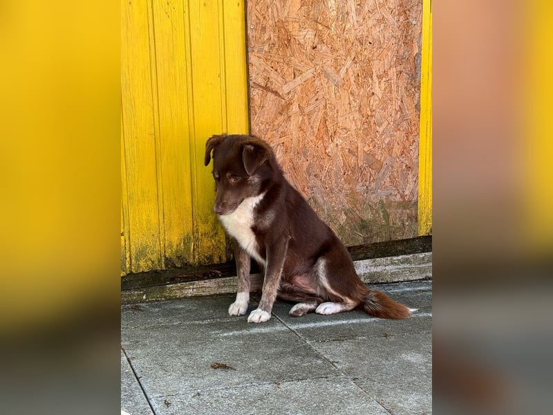 ♥COOKIE♥ neu auf Pflegestelle bei Köln - liebe, süße, schokobraune Schönheit 44 cm