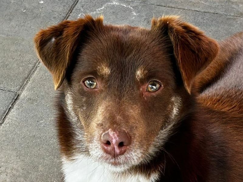 ♥COOKIE♥ neu auf Pflegestelle bei Köln - liebe, süße, schokobraune Schönheit 44 cm