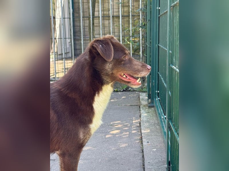 ♥COOKIE♥ neu auf Pflegestelle bei Köln - liebe, süße, schokobraune Schönheit 44 cm