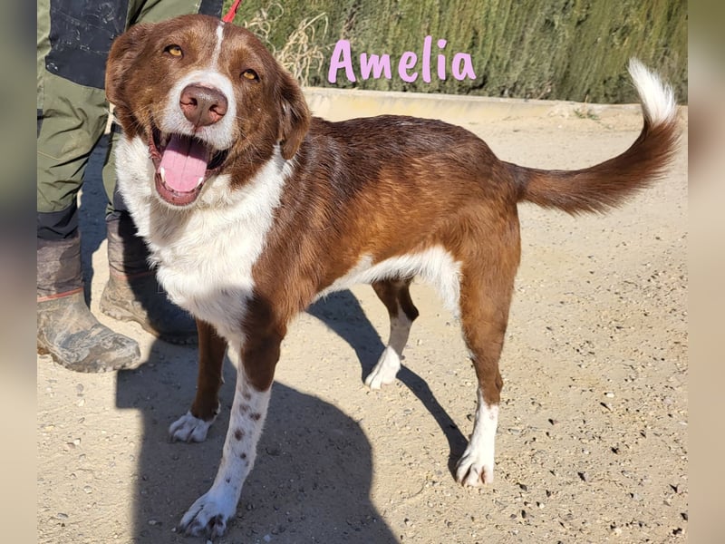 Amelia 08/2018 (ESP) - bezaubernde, ausgeglichene und soziale Hütehund-Mix Hündin!